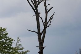 DSC2 (44).jpg